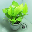 Devil's Ivy (Golden Money Plant)