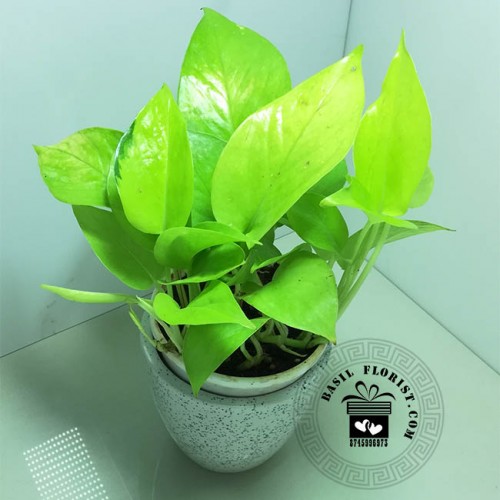 Devil's Ivy (Golden Money Plant)