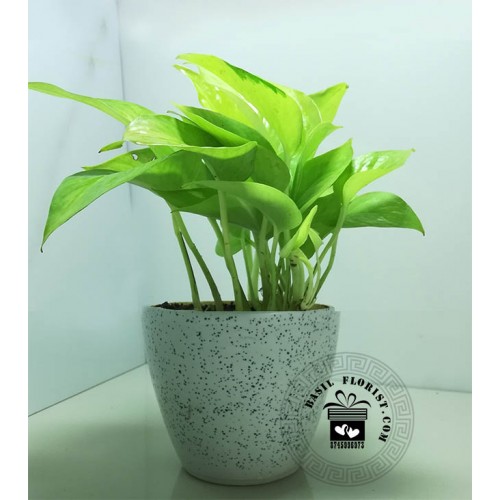 Devil's Ivy (Golden Money Plant)