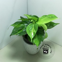 Philodendron