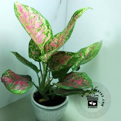 Aglaonema Red Lady Valentine