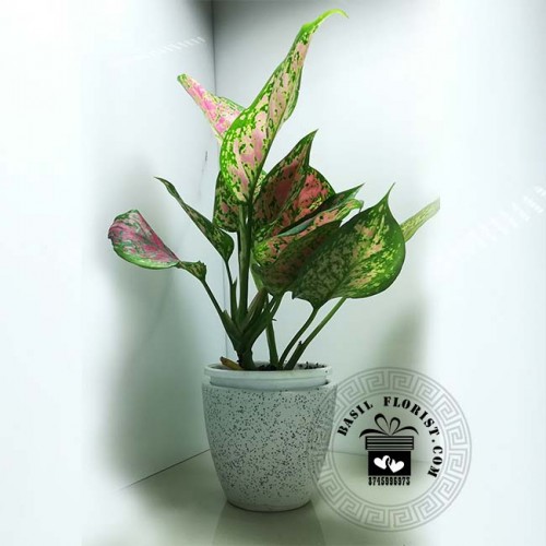 Aglaonema Red Lady Valentine