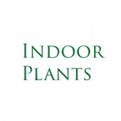 Indoor Plants (4)
